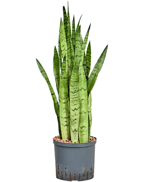Hydroplant Sansevieria