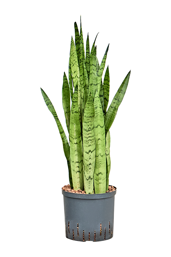 Hydroplant Sansevieria Trifasciata Silver Mist