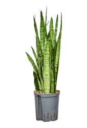 Hydroplant Sansevieria Trifasciata Silver Mist