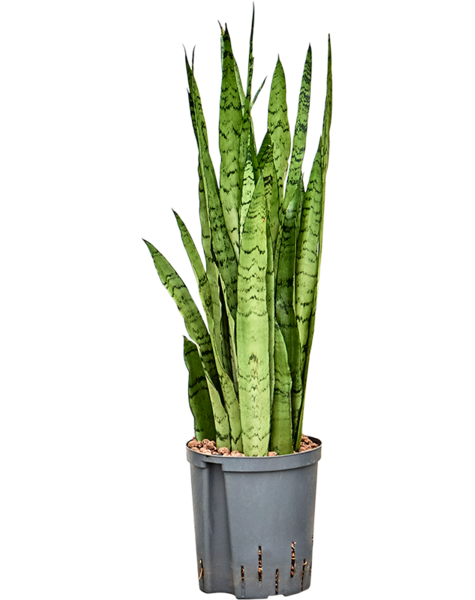 Hydroplant Sansevieria