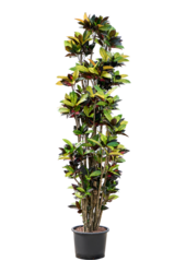 Kroton Hydroponiczny (Codiaeum) Variegatum Mrs. Iceton