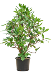 Hydroplant Ficus Cyathistipula