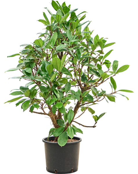 Hydroplant Ficus