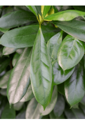 Hydroplant Ficus Cyathistipula