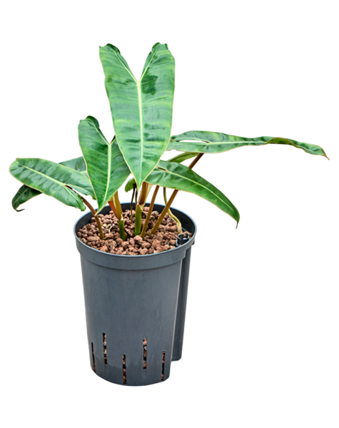 Hydroplant Filodendron