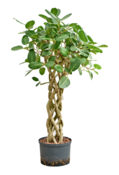Hydroplant Ficus Benghalensis Audrey