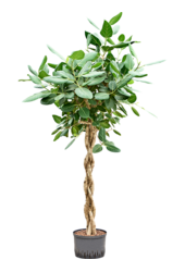 Hydroplant Ficus Benghalensis Audrey
