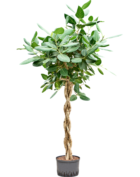 Hydroplant Ficus