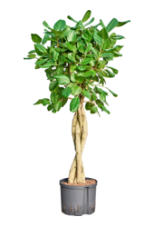 Hydroplant Ficus Benghalensis Audrey