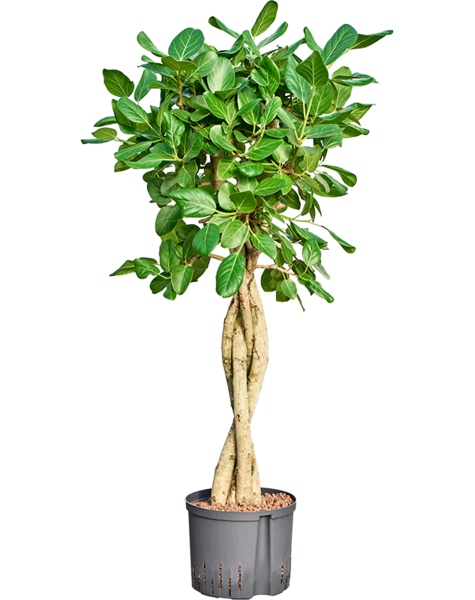 Hydroplant Ficus
