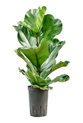 Hydroplant Ficus Lyrata