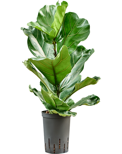 Hydroplant Ficus