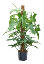 Hydroplant Filodendron Bipennifolium „Silver Violin”