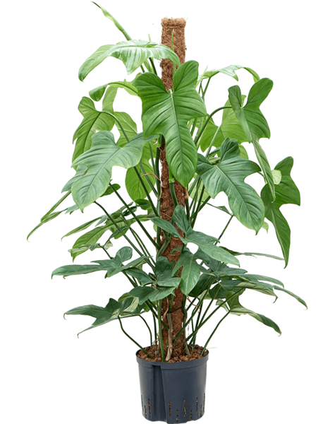 Hydroplant Filodendron