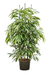 Hydroplant Ficus Binnendijkii Amstel King