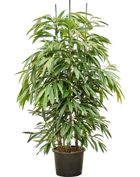 Hydroplant Ficus