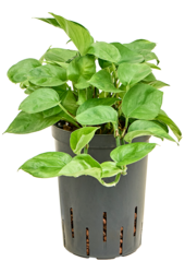Hydroplant Scindapsus (Epipremnum) Manjula Green