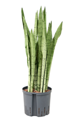 Hydroplant Sansevieria Trifasciata Silver Mist