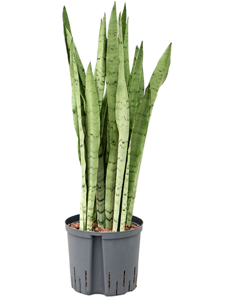 Hydroplant Sansevieria