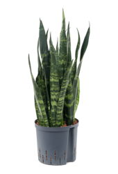 Hydroplant Sansevieria Trifasciata Black Coral