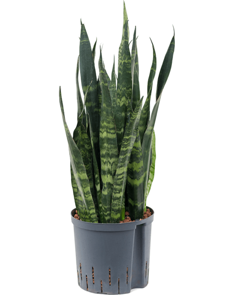 Hydroplant Sansevieria