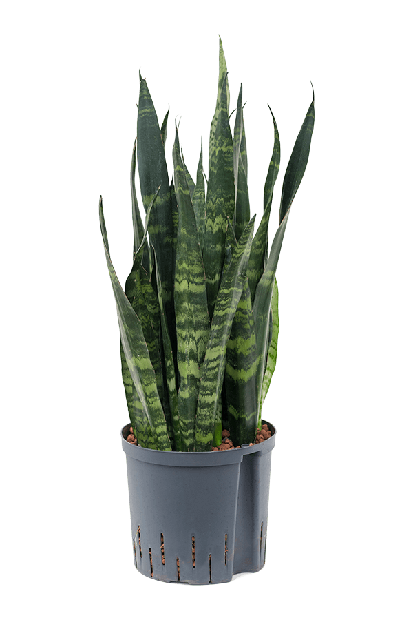 Hydroplant Sansevieria Trifasciata Black Coral