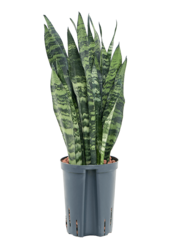 Hydroplant Sansevieria Trifasciata Black Coral