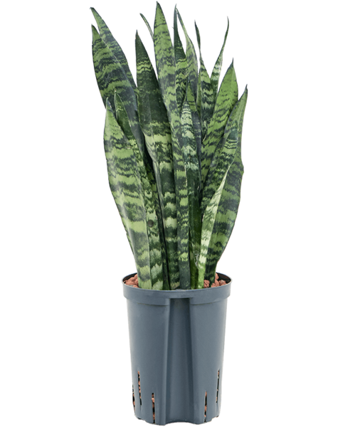 Hydroplant Sansevieria