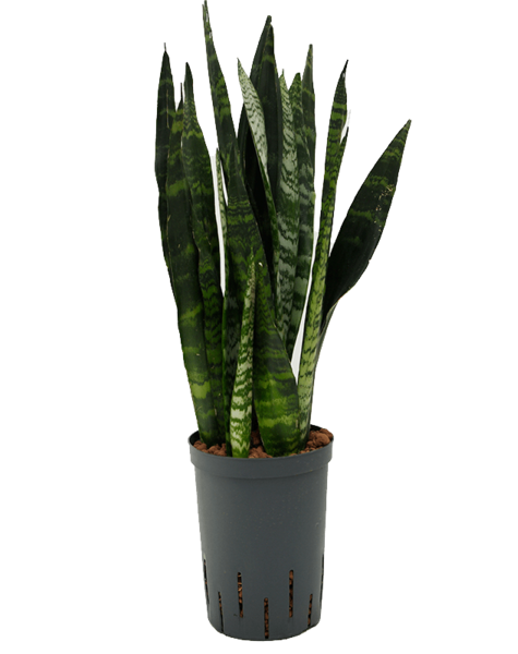 Hydroplant Sansevieria