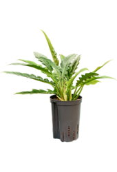 Hydroplant Filodendron Selloum Narrow