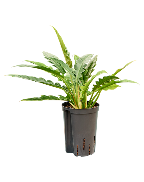 Hydroplant Filodendron