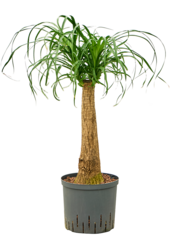 Hydroplant Beaucarnea Recurvata