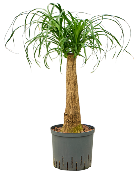 Hydroplant Beaucarnea