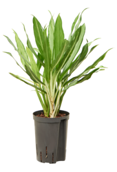 Hydroponiczna Aglaonema White Lance