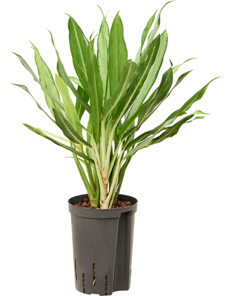 Hydroponiczna Aglaonema