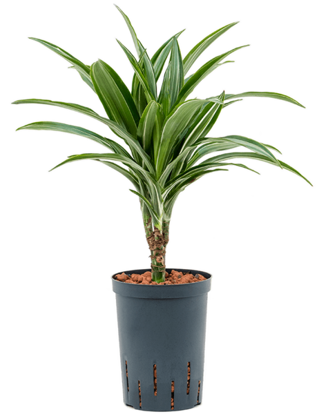 Hydroplant Dracaena