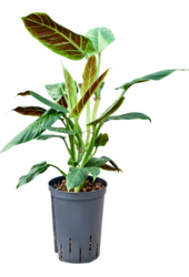 Hydroplant Filodendron Subhastatum