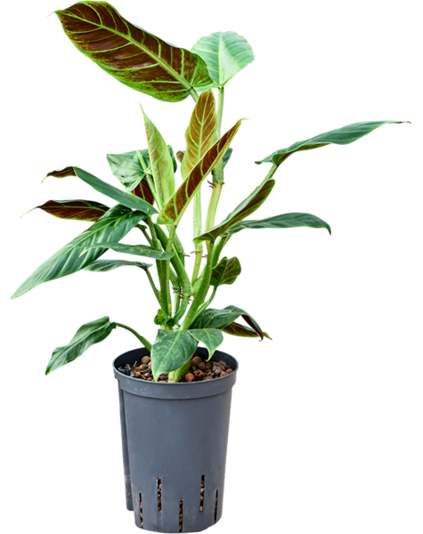 Hydroplant Filodendron