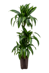 Hydro Roślina Dracena Fragrans Hawaiian Sunshine