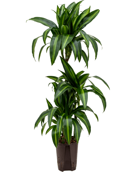 Hydro Roślina Dracena