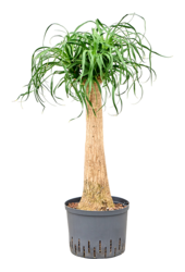 Hydroplant Beaucarnea Recurvata