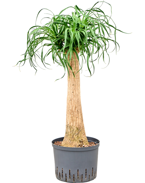 Hydroplant Beaucarnea