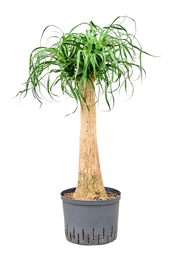 Hydroplant Beaucarnea Recurvata
