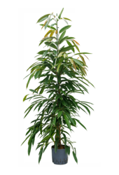 Hydroplant Ficus Binnendijkii Amstel King