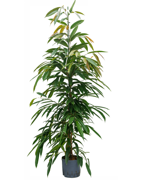 Hydroplant Ficus