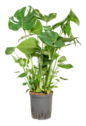 Hydroplant Monstera Deliciosa