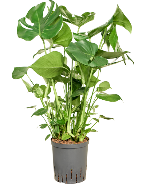 Hydroplant Monstera