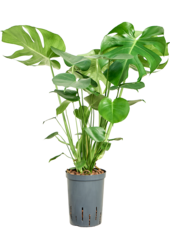 Hydroplant Monstera Deliciosa