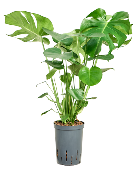 Hydroplant Monstera