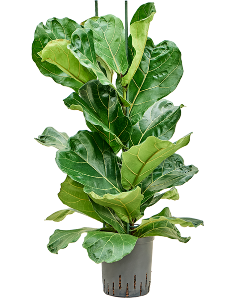 Hydroficus